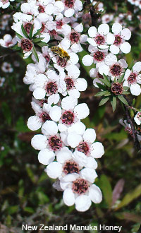 Manuka Tree (Honey) New Zealand